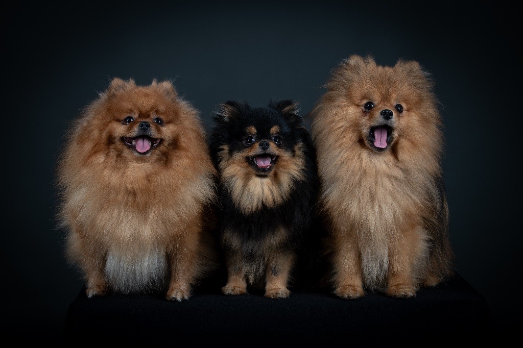Nos loulous au studio photo !